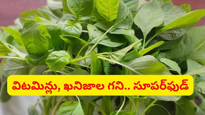 చుండ్రును నివారించి.. జుట్టు రాలడాన్ని తగ్గించే అద్భుతమైన ఆకు కూర