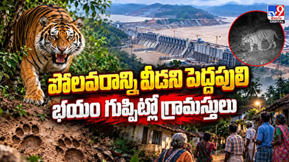పోలవరాన్ని వీడని పెద్దపులి.. భయం గుప్పిట్లో గ్రామస్తులు