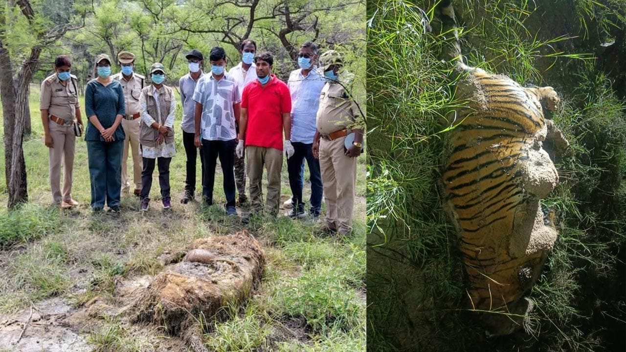 నల్లమలలో పెద్ద పులుల మధ్య సరిహద్దు పేచీ.. మరో పులితో పోరులో చనిపోయిందా?