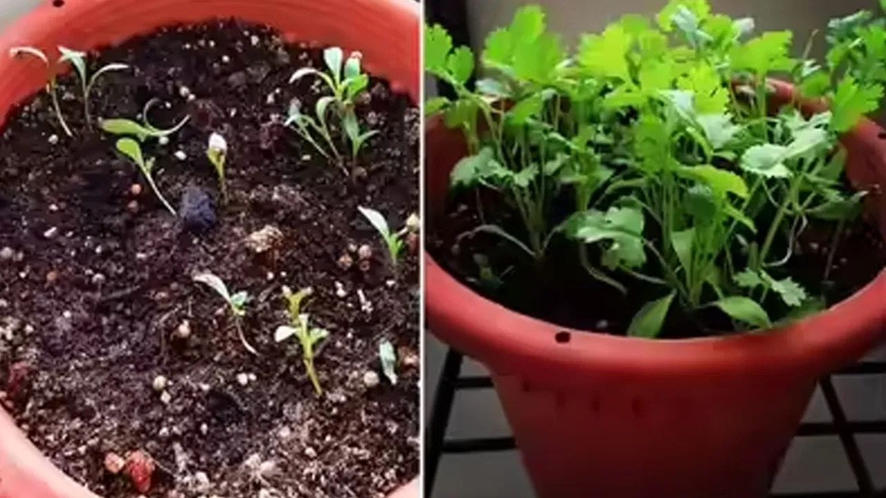 Tips For Growing Coriander (1)