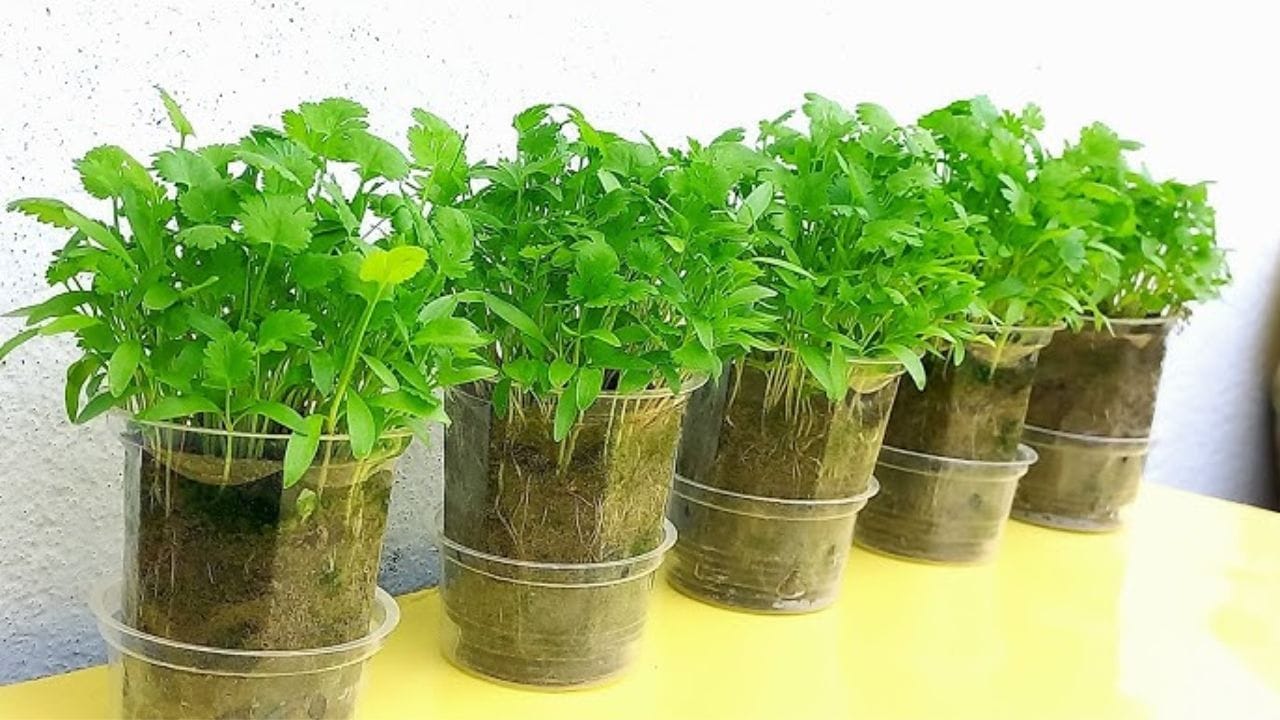 Tips For Growing Coriander (3)