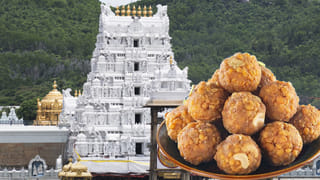 లడ్డూ పవిత్రతకు.. వైరల్‌ కల్చర్‌ ఎసరు?