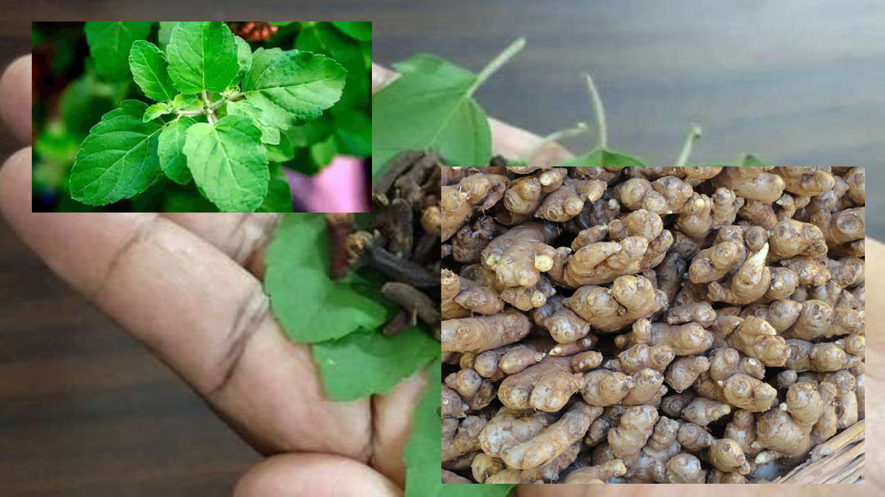 ఆస్తమా శ్వాససంబంధ సమస్య అయితే గాలి పీల్చేటప్పుడు కూడా చాలా ఇబ్బందిగా ఉంటుంది. ఈ సమస్య ఉన్నవారికి ఊపిరితిత్తుల్లో కండరాలు వాచిపోవడం వల్ల నాళాలు సన్నబడతాయి. దాంతో గాలి పీల్చడానికి కూడా ఆటంకం కలుగుతుంది.అలాంటి వాళ్ళు ఈ నేచురల్ చిట్కాతో దానికి చెక్ పెట్టేయండి.