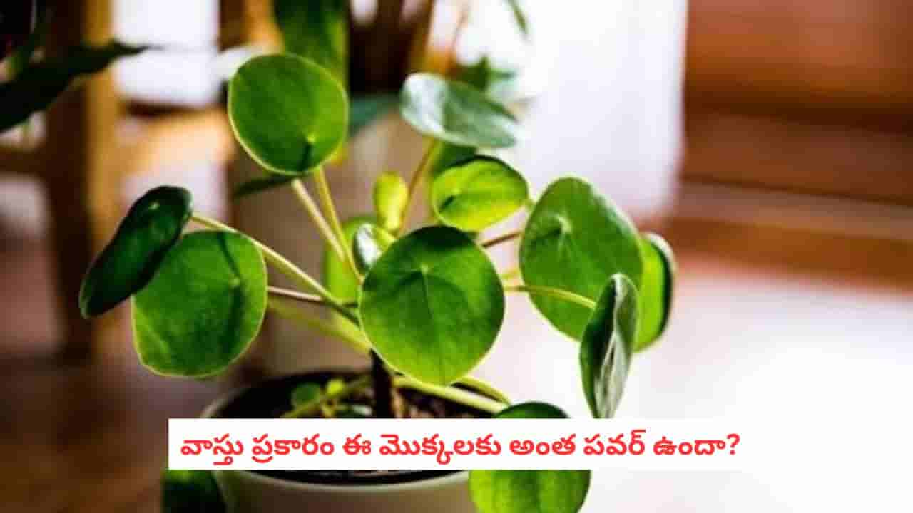 Vastu Plants: ఇల్లు అయినా ఆఫీస్ అయినా.. ఈ మొక్కలు ఉంటే అదృష్టం, సంపద పెరుగుతాయట!