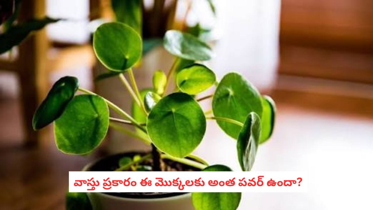 Vastu Plants: ఇల్లు అయినా ఆఫీస్ అయినా.. ఈ మొక్కలు ఉంటే అదృష్టం, సంపద పెరుగుతాయట!