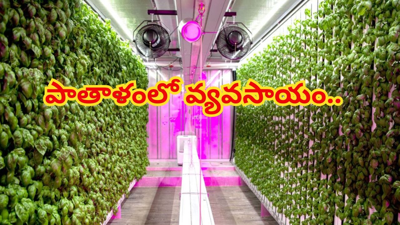 పాతాళంలో వ్యవసాయం.. ఎండా వానతో పనిలేదు.. భూగర్భంలో పంటలు పండించే సరికొత్త మార్గం!