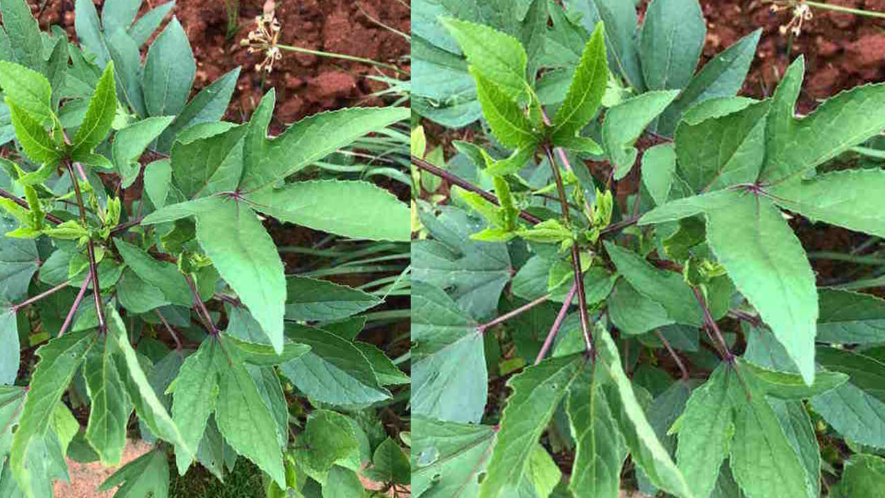 V Gongura