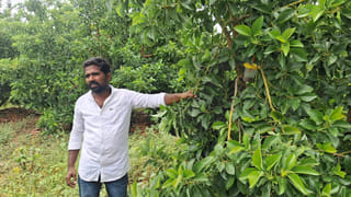 Andhra: కరువు నేలలో ‘కాస్ట్లీ’ పంట.. రైతు సక్సెస్‌ఫుల్ ప్రయోగం!