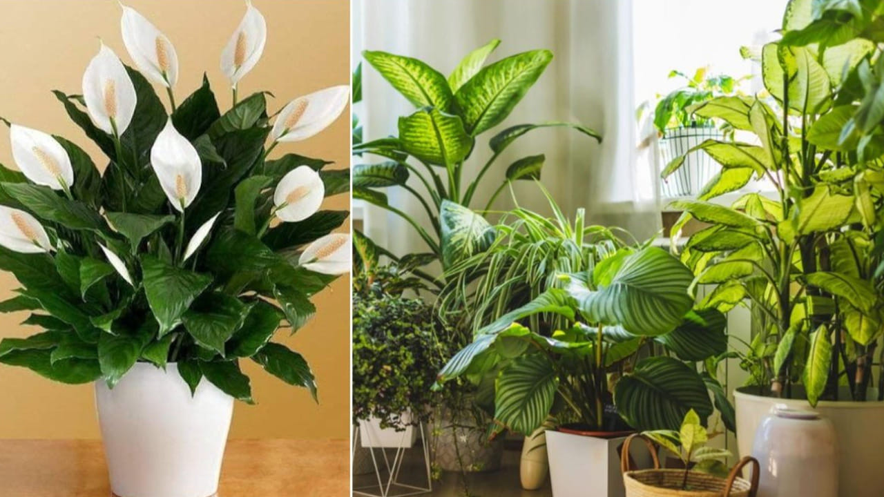 Vastu Plants 1