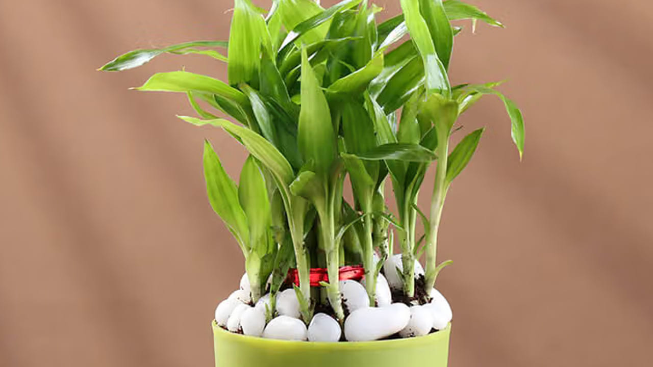 Vastu Plants 3