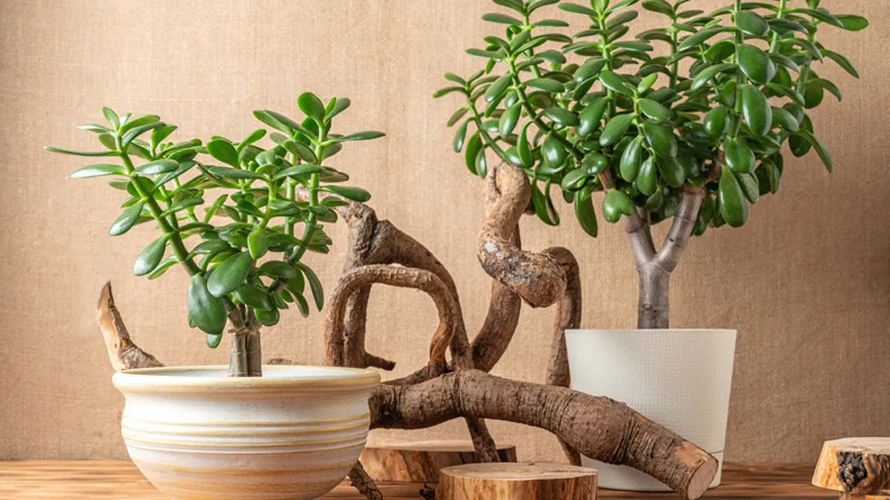 Vastu Plants 5