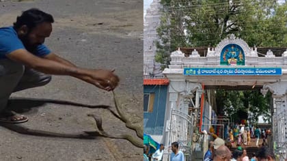 రాజన్న ఆలయంలో కోడెనాడు ప్రత్యక్ష్యం.. భయంతో పరుగులు తీసిన భక్తులు