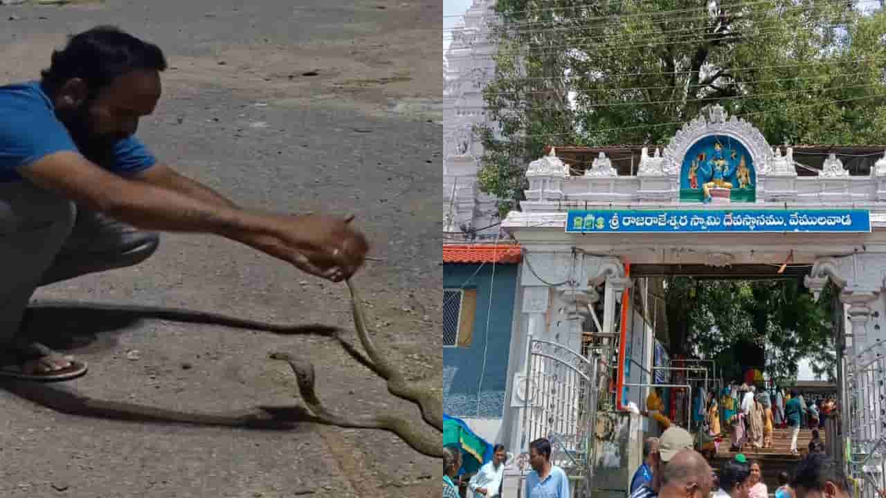 Viral Video: రాజన్న ఆలయంలో కోడెనాడు ప్రత్యక్ష్యం.. భయంతో పరుగులు తీసిన భక్తులు.. ఇదిగో వీడియో!