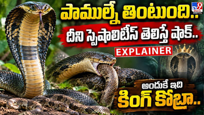 పాముల్నే తింటుంది..దీని స్పెషాలిటీస్ తెలిస్తే షాక్.. అందుకే ఇది
