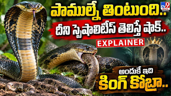 పాముల్నే తింటుంది..దీని స్పెషాలిటీస్ తెలిస్తే షాక్.. అందుకే ఇది కింగ్ కోబ్రా పాముల్నే తింటుంది..దీని స్పెషాలిటీస్ తెలిస్తే షాక్.. అందుకే ఇది కింగ్ కోబ్రా