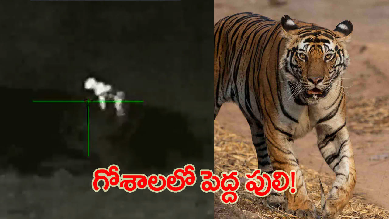 Telangana: పెద్దపులి కలకలం.. గోశాలలో ఆవుపై దాడి.. సీసీ కెమెరాలో షాకింగ్ సీన్!