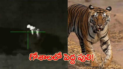 గోశాలలోకి పెద్దపులి ఎంట్రీ..!