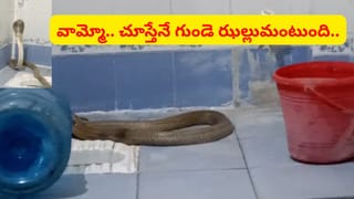 బాత్రూంలో వింత శబ్దాలు.. కమోడ్ దగ్గర తిష్ట వేసి.. చూడగానే గుండె హడల్..