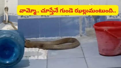 వాష్ రూంలో నాగుపాము.. కమోడ్ దగ్గర తిష్ట వేసి.. వామ్మో..!