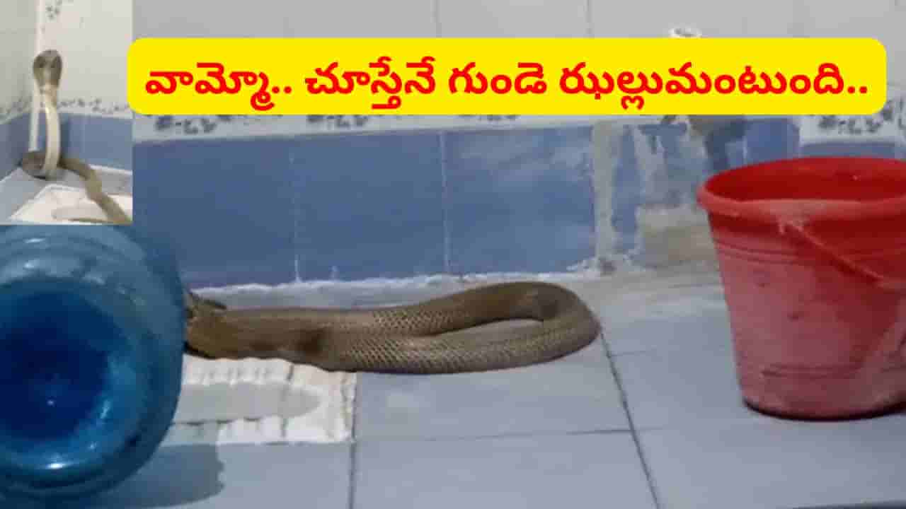 బాత్రూంలో వింత శబ్దాలు.. కమోడ్ దగ్గర తిష్ట వేసి.. చూడగానే గుండె హడల్..