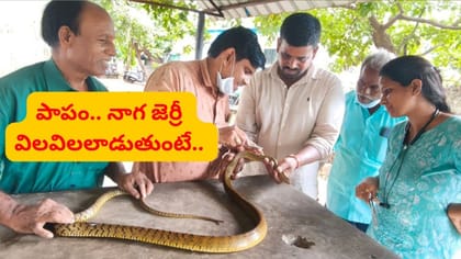 సర్పానికి సర్జరీ చేసి ప్రాణం పోశారు.. నాగ జెర్రీ గురించి తెలుసా..