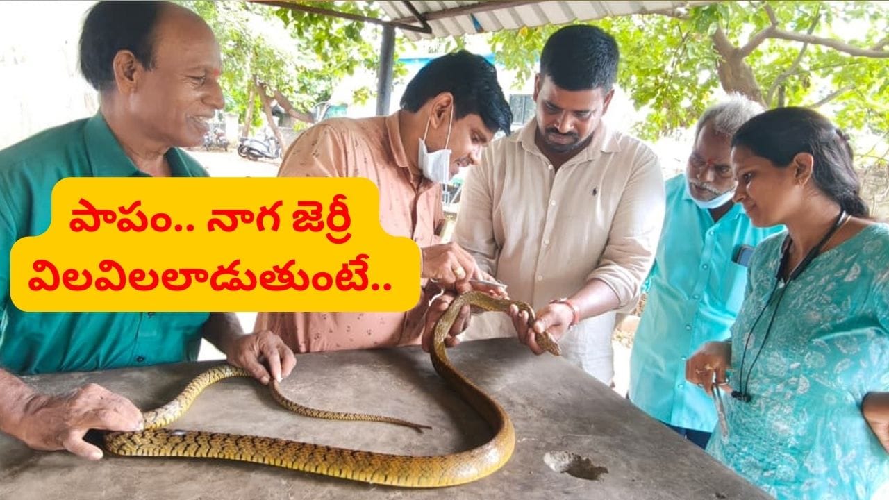 సర్పానికి సర్జరీ చేసి ప్రాణం పోశారు.. నాగ జెర్రీ గురించి మీకు తెలుసా..?