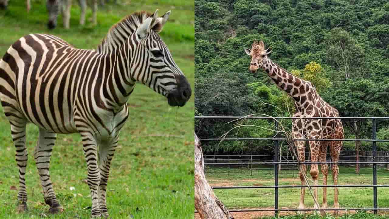 Vizag Zoo: పిల్లలకు ఇక పండగే.. విశాఖ జూలోకి అరుదైన కొత్త అతిథులు!