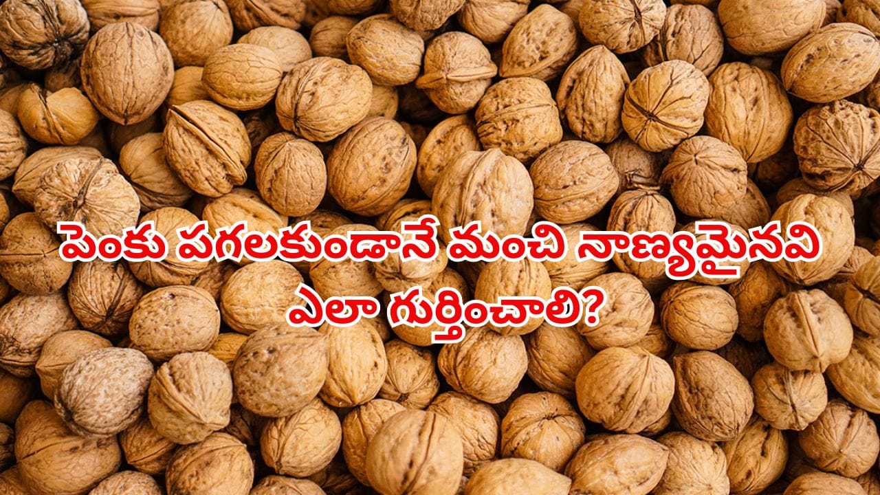 వాల్ నట్స్ కొంటున్నారా? పెంకు పగలకుండానే మంచి నాణ్యమైనవి ఎలా గుర్తించాలో తెలుసుకోండి!