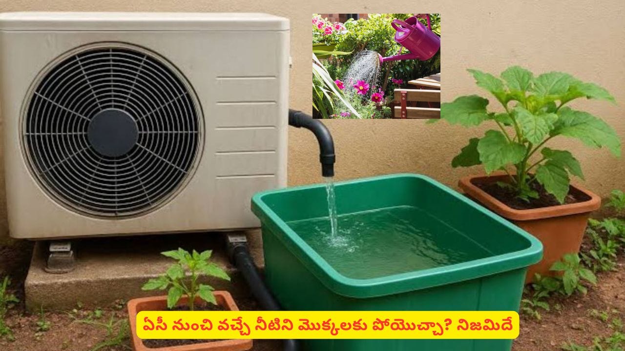 AC నుంచి వచ్చే నీటిని మొక్కలకు పోస్తున్నారా? ముందుగా ఈ విషయం తెలుసుకోండి