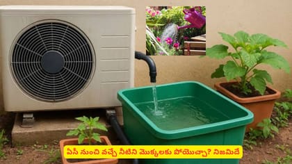 ఏసీ నుంచి వచ్చే నీటిని మొక్కలకు పోయొచ్చా? నిజమిదే