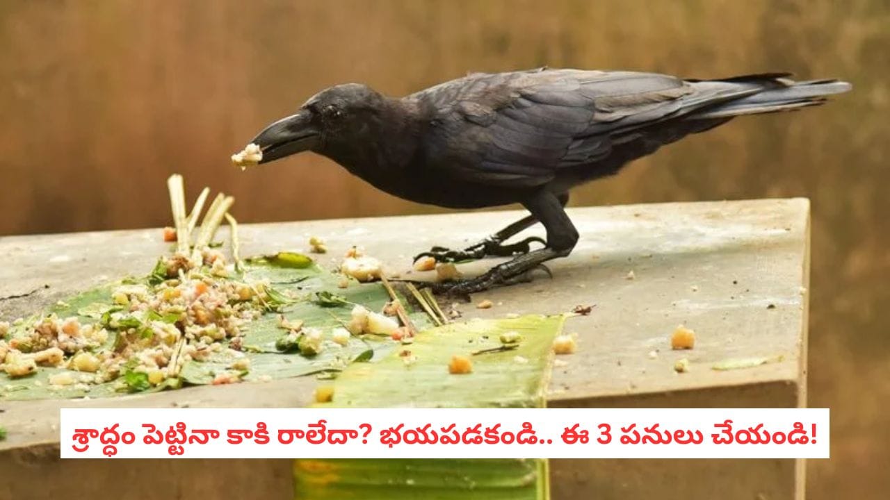 Pitru Paksha 2026: పితృ పక్షంలో కాకి ఆహారం తినకపోతే ఏం చేయాలి? సంప్రదాయంలో ఉన్న 3 పరిహారాలివే!