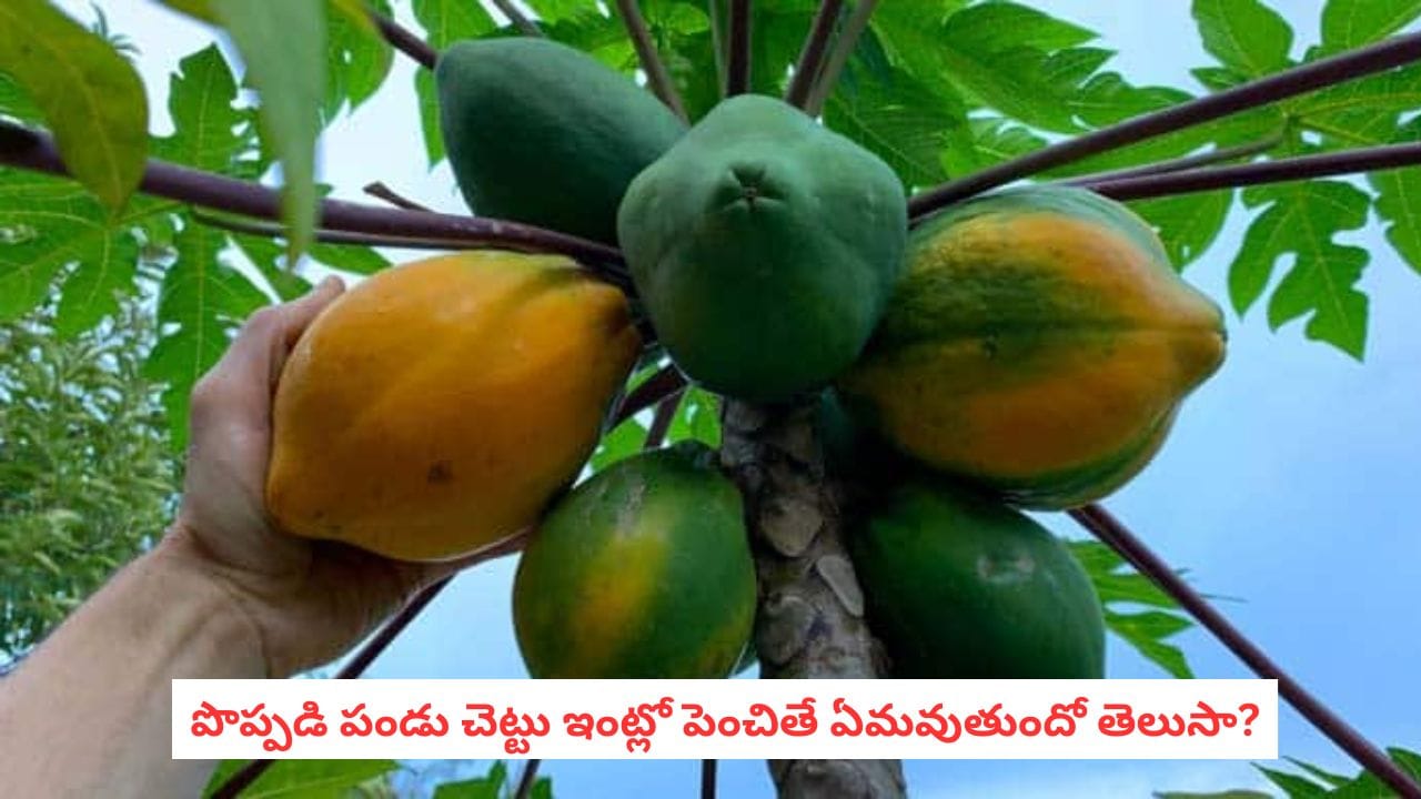 papaya plant vastu: ఇంట్లో బొప్పాయి మొక్క పెంచుతున్నారా? వాస్తు చెప్తోన్న ఈ పొరపాట్లు చేయకండి