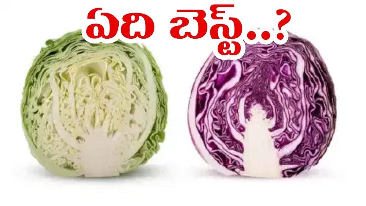 White Cabbage vs Red Cabbage Health Benefits: రోజువారీ ఆహారంలో కూరగాయలకు స్పెషల్ ప్లేస్ ఉంటుంది. మన శరీరానికి అవసరమైన ఎన్నో పోషకాలను అందించడంలో కూరగాయలు కీలక పాత్ర పోషిస్తాయి. అలాంటి కూరగాయల్లో క్యాబేజీ కూడా ఒకటి. సాధారణంగా ఆకుపచ్చ లేదా తెలుపు రంగులో కనిపించే వైట్ క్యాబేజీ (White Cabbage)తో పాటు ఎరుపు క్యాబేజీ (Red Cabbage) కూడా ఆహారంలో ఉపయోగిస్తుంటారు. మరి ఈ రెండింటిలో ఆరోగ్యానికి ఏది మంచిదన్నది చాలామందికి వచ్చే సందేహం.