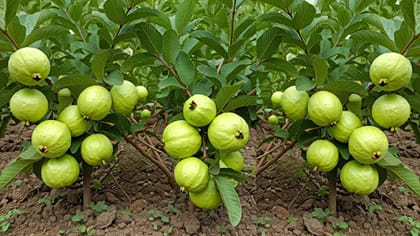 మీకు తెలుసా.. జామకాయ వీరికి యమడేంజర్.. తిన్నారో ఆస్పత్రికే..