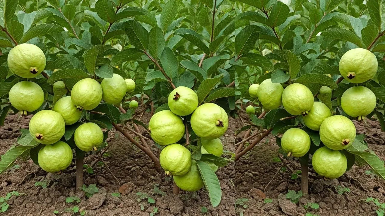 జామపండులో గుండె, కండరాల పనితీరును మెరుగుపరిచే పొటాషియం పుష్కలంగా ఉంటుంది. అయితే కిడ్నీ సంబంధిత సమస్యలతో బాధపడేవారు అధిక పొటాషియంను తట్టుకోలేరని, ఇది రక్తంలో ప్రమాదకరమైన అసమతుల్యతకు దారితీస్తుందని నిపుణులు స్పష్టం చేస్తున్నారు. కాబట్టి మూత్రపిండాల వ్యాధిగ్రస్తులు జామపండును వైద్యుల సలహా మేరకే తీసుకోవాలి.