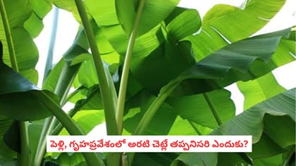 పెళ్లి, గృహప్రవేశంలో అరటి చెట్లే తప్పనిసరి ఎందుకు?