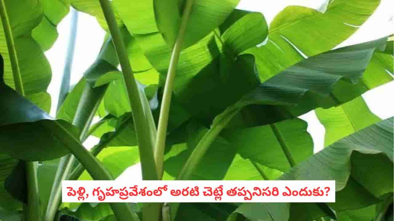 Hindu Worship: అరటి మొక్కకు ఇంత పవిత్రత ఎందుకు? పూజల్లో ఎందుకు తప్పనిసరిగా పెడతారో తెలుసా?