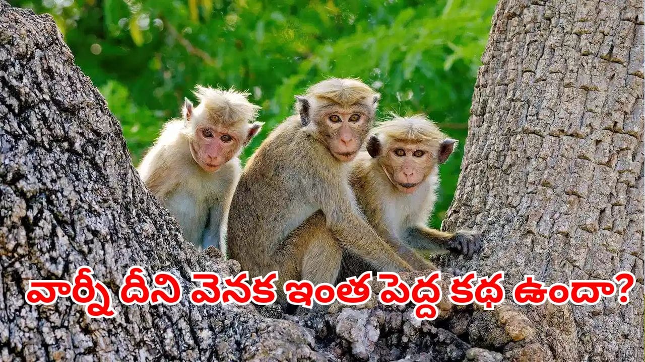 అడవుల్లో కోతుల కళేబరాలు ఎందుకు కనిపించవు? ఇది ప్రకృతి మాయా లేదా ఆ రాముడి వరమా!