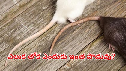ఎలుక తోక అంత పొడవుగా ఎందుకు ఉంటుందో తెలుసా? ఆ సీక్రెట్ తెలిస్తే..