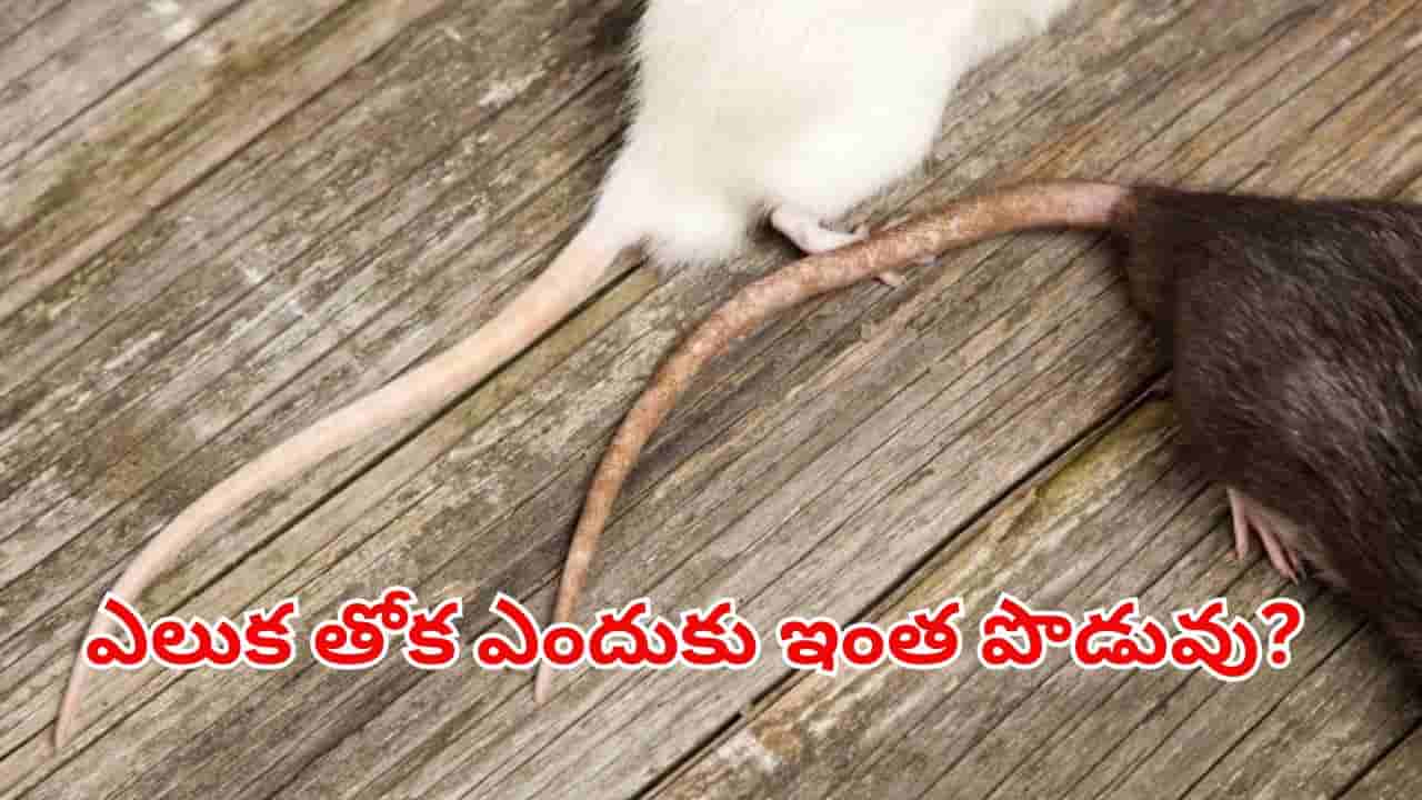 ఎలుక తోక అంత పొడవుగా ఎందుకు ఉంటుందో తెలుసా? దాని వెనుక ఉన్న సీక్రెట్ తెలిస్తే..