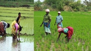 PM Kisan: ఈ మహిళా రైతులు పీఎం కిసాన్‌ డబ్బులు పొందలేరు.. ఎందుకో తెలుసా?