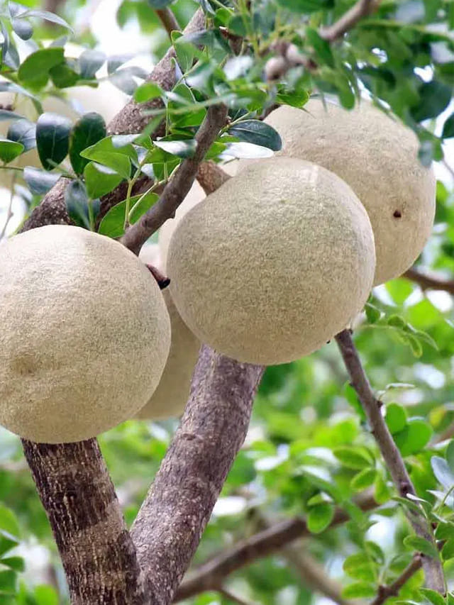 పూర్వకాలం వాళ్ళు ఎందుకు వెలగపండు తినేవారో తెలుసా? కారణం ఇదే!
