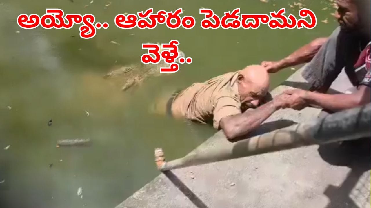 Viral Video: పాపం ఆకలి తీరుద్దామని వెళ్లి.. మొసలికే ఆహారం అయ్యాడు.. ఇదిగో వీడియో!