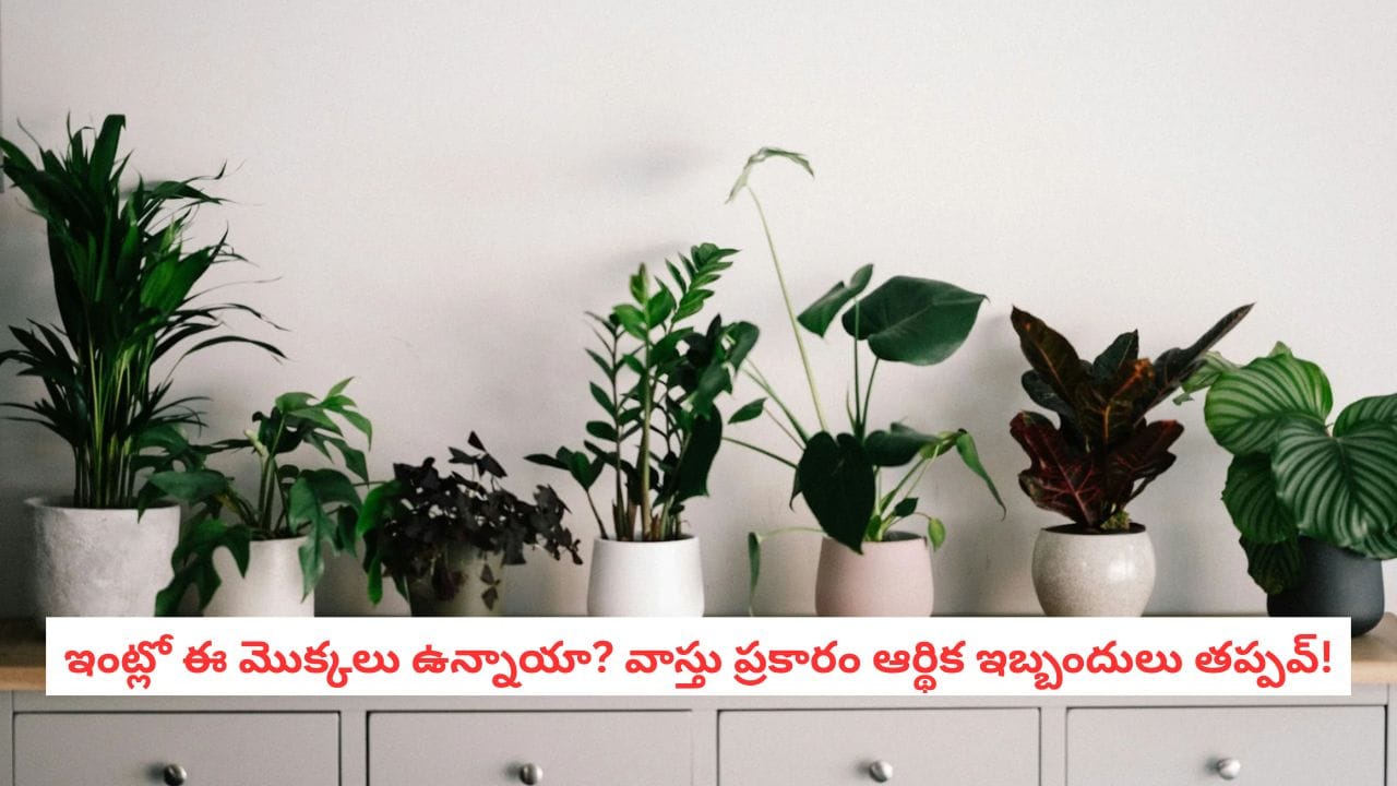 Vastu Tips: ఇంట్లో ఈ మొక్కలున్నాయా? వాస్తు ప్రకారం ఎందుకు జాగ్రత్తగా ఉండాలంటే!