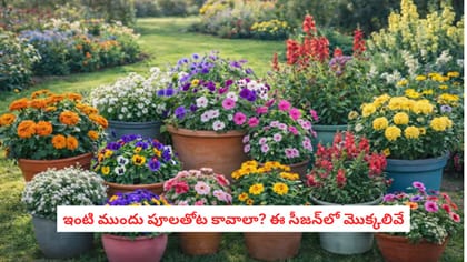 ఇంటి ముందు పూలతోట కావాలా? ఈ సీజన్‌లో మొక్కలివే