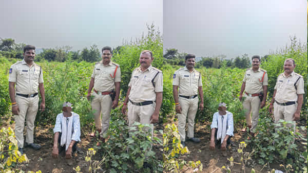 Telangana: పత్తి చేను నుంచి గుప్పున వాసన.. పోలీసులు వెళ్లి ఏంటా అని చూడగా..