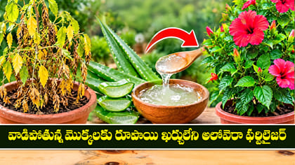 వాడిపోతున్న మొక్కలకు రూపాయి ఖర్చులేని అలోవెరా ఫర్టిలైజర్