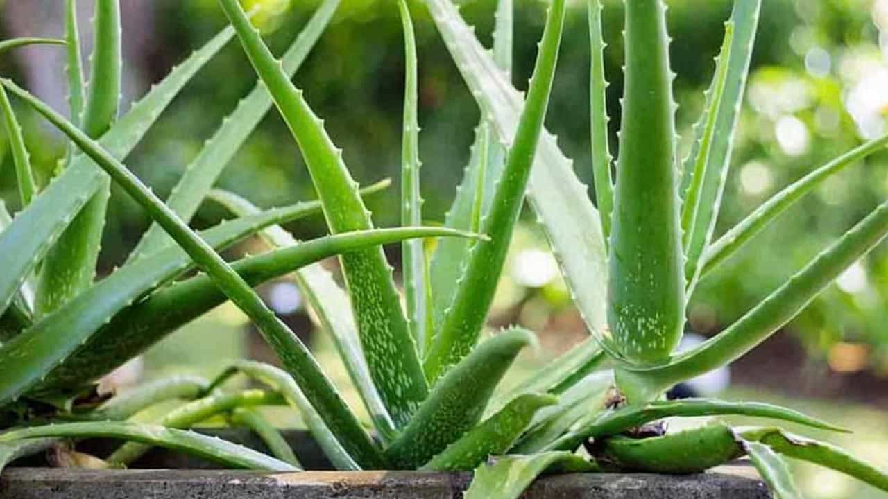 అలోవెరా, పుదీనా: అలోవెరాలో విటమిన్ సి, ఇ బీటా కెరోటిన్ వంటి యాంటీ ఆక్సిడెంట్లు ఉంటాయి. ఇది చర్మాన్ని కాంతివంతంగా మార్చడమే కాకుండా జీర్ణశక్తిని మెరుగుపరుస్తుంది. ఇక పుదీనాలో ఉండే మెన్‌థాల్ మరియు రోస్మరినిక్ యాసిడ్ కడుపులో మంటను తగ్గించి, మెదడును చురుగ్గా ఉంచుతాయి. పుదీనా మొక్క కొమ్మను నాటితే చాలు, వేగంగా పెరుగుతుంది.


