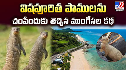 విషపూరిత పాములను చంపేందుకు తెచ్చిన ముంగీసల కథ..