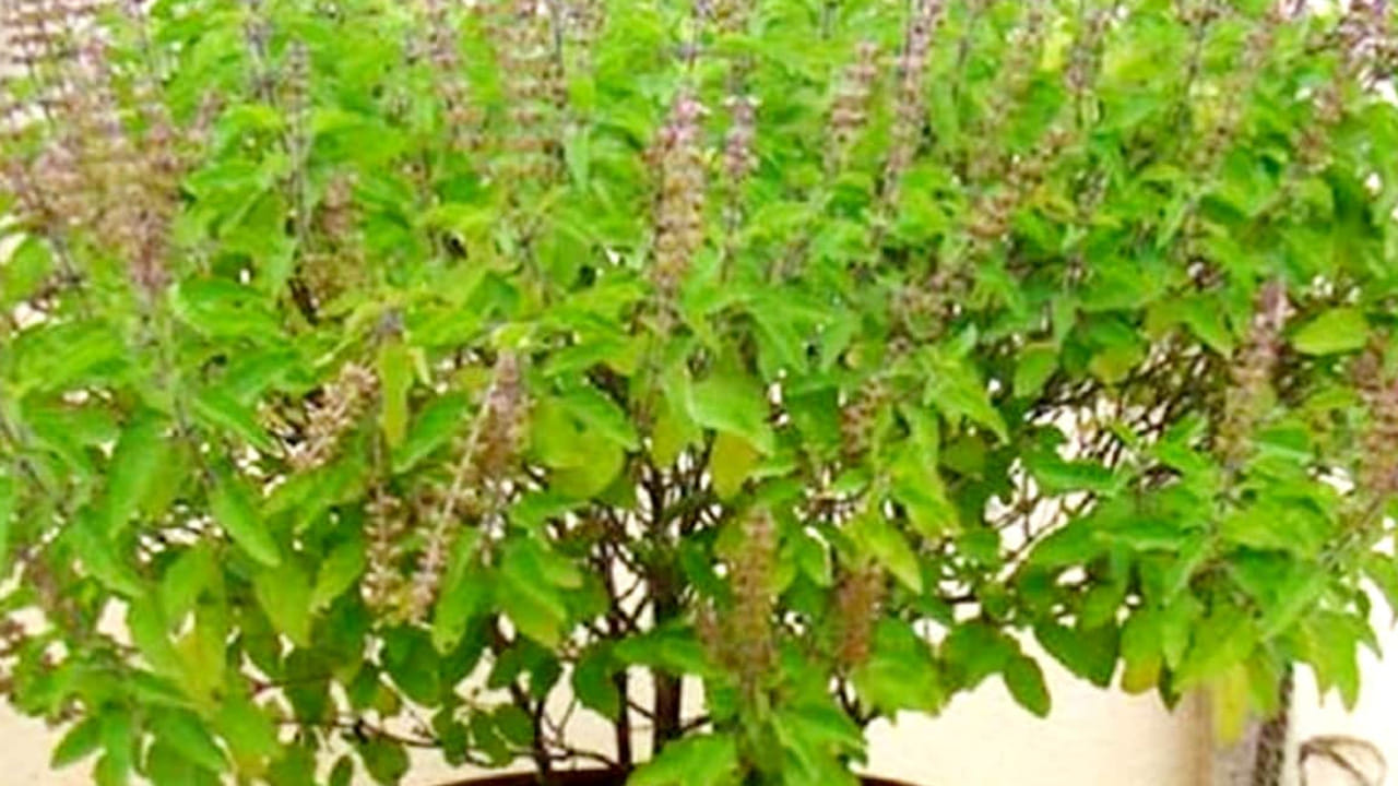 తులసి మొక్క : తులసి మొక్క చాలా మంచిది. ఇది సానుకూలతను పెంచుతుంది. అయితే పితృ అమావాస్య రోజు ఇంటిలో తులసి మొక్కను నాటుకోవడం వలన పితృశాపాలు తొలిగిపోవడమే కాకుండా కష్టాల నుంచి కూడా విముక్తి లభిస్తుందంట. 